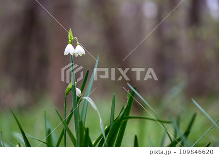 White Summer Snowflake flowers (Leucojum aestivum) in its natural habitat. An ingredient in a drug used to treat poliomyelitis. Selective focus. 109846620