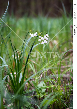 White Summer Snowflake flowers (Leucojum aestivum) in its natural habitat. An ingredient in a drug used to treat poliomyelitis. Selective focus. 109846621