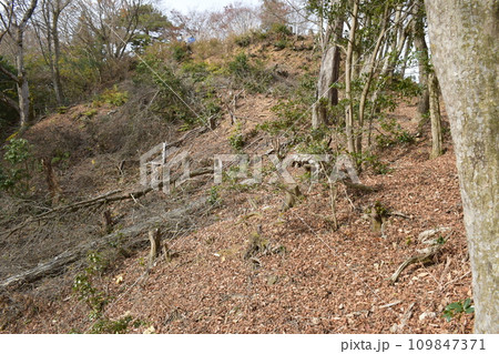 丹波国 明智光秀が築いた「金山城」の周辺 曲輪 丹波国 明智光秀が築いた「金山城」の周辺 曲輪 109847371