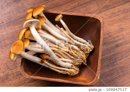 やなぎまつたけ 109847517