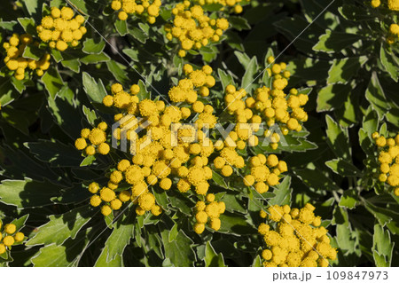 イソギクの花 109847973