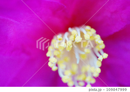 サザンカ サザンカ 109847999