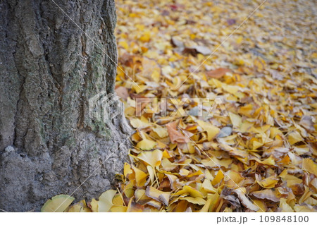 イチョウの木の下に散った沢山のイチョウの葉。 イチョウの木の下に散った沢山のイチョウの葉。 109848100