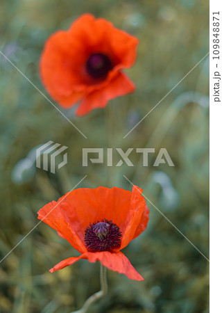 Flowers Red poppies bloom on a wild field. Beautiful field red poppies with selective focus. Flowers Red poppies bloom on a wild field. Beautiful field red poppies with selective focus. 109848871