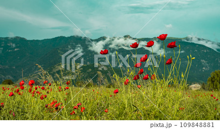 Wild poppies in the mountains of Armenia Wild poppies in the mountains of Armenia 109848881