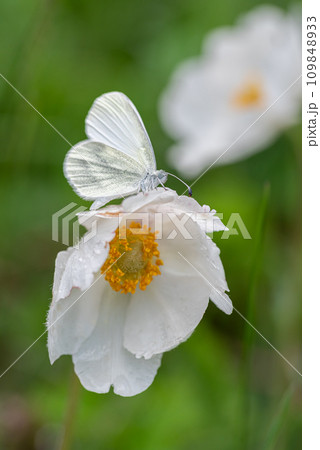 Delicate white butterfly sits on a beautiful white flower Delicate white butterfly sits on a beautiful white flower 109848933
