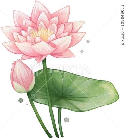 Lotus Flower Watercolor Isolated 109849051