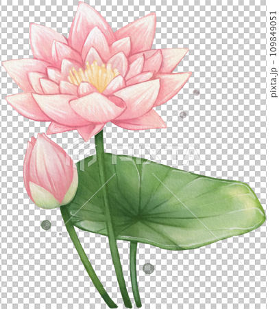 Lotus Flower Watercolor Isolated 109849051