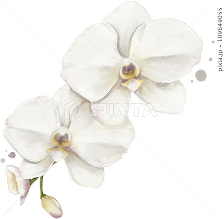 Orchid Flower Watercolor Isolated Orchid Flower Watercolor Isolated 109849055