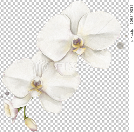 Orchid Flower Watercolor Isolated Orchid Flower Watercolor Isolated 109849055
