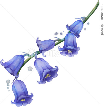 Bluebell Flower Watercolor Isolated 109849059
