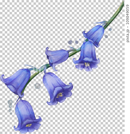 Bluebell Flower Watercolor Isolated 109849059