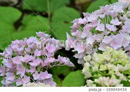 紫陽花 109849430