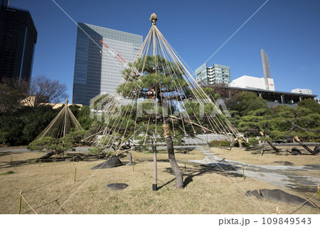 旧芝離宮恩賜庭園松の雪吊り 旧芝離宮恩賜庭園松の雪吊り 109849543