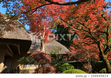 赤く色づいた紅葉が彩る佐賀九年庵の日本の美 赤く色づいた紅葉が彩る佐賀九年庵の日本の美 109849814