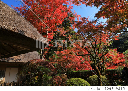燃えるような紅葉に彩られた佐賀九年庵の秋景色 燃えるような紅葉に彩られた佐賀九年庵の秋景色 109849816