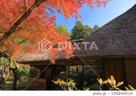 美しく色づいた紅葉が茅葺き屋根を彩る秋の佐賀九年庵の風景 109849818