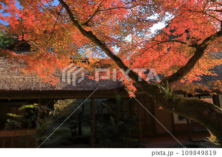 佐賀九年庵の茅葺き屋根を美しい紅葉が彩る日本らしい秋の風景 佐賀九年庵の茅葺き屋根を美しい紅葉が彩る日本らしい秋の風景 109849819