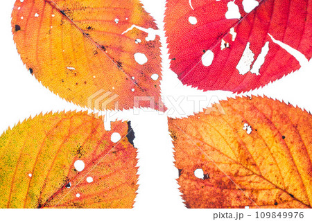 落ち葉と名残り秋 109849976