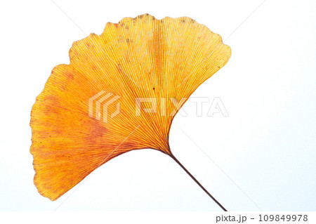 落ち葉と名残り秋 109849978