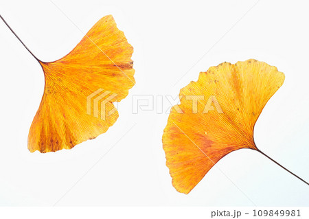落ち葉と名残り秋 落ち葉と名残り秋 109849981