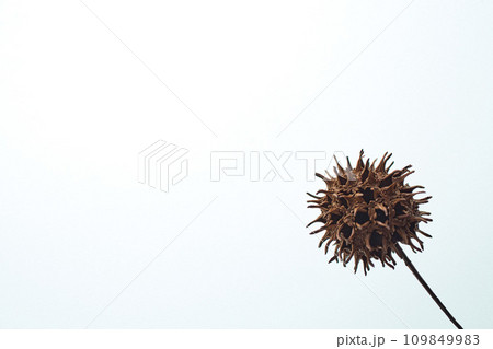 落ち葉と名残り秋 109849983