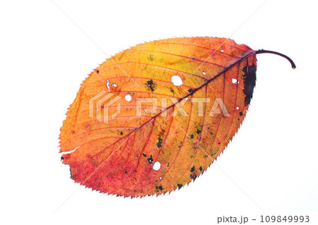 落ち葉と名残り秋 109849993