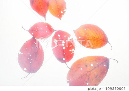 落ち葉と名残り秋 109850003