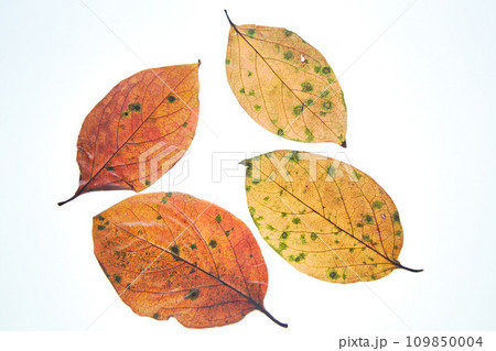 落ち葉と名残り秋 109850004