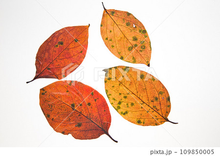 落ち葉と名残り秋 109850005