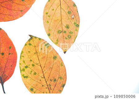 落ち葉と名残り秋 落ち葉と名残り秋 109850006