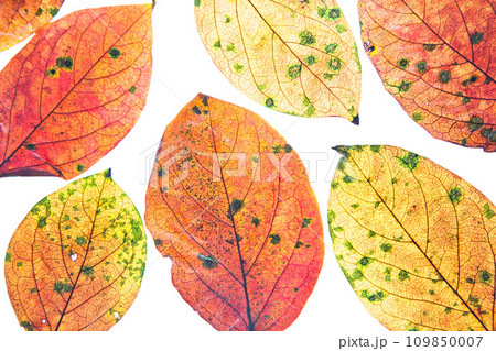 落ち葉と名残り秋 109850007