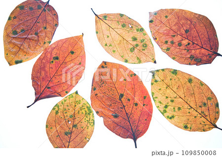 落ち葉と名残り秋 落ち葉と名残り秋 109850008