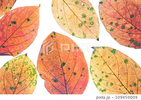 落ち葉と名残り秋 109850009