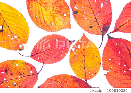 落ち葉と名残り秋 109850022