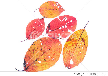 落ち葉と名残り秋 落ち葉と名残り秋 109850028