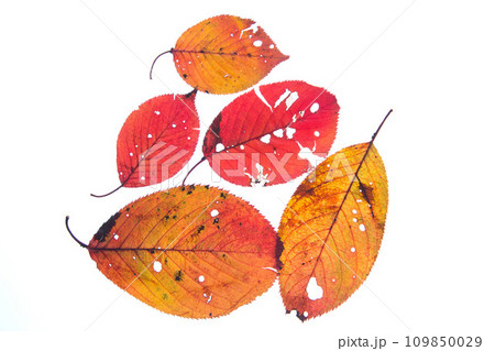 落ち葉と名残り秋 109850029