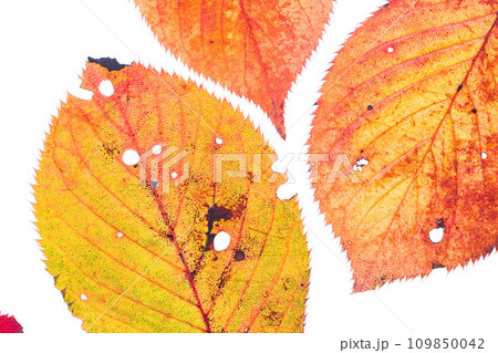 落ち葉と名残り秋 落ち葉と名残り秋 109850042