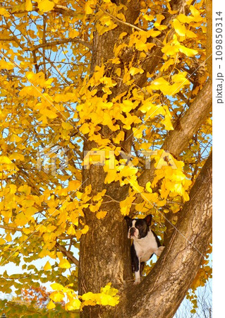 美しい銀杏の木の上から里山を眺めるボストンテリアのマイティ君♡ 美しい銀杏の木の上から里山を眺めるボストンテリアのマイティ君♡ 109850314