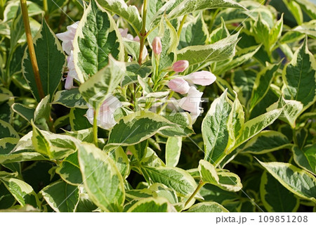 オオベニウツギの葉20220501 オオベニウツギの葉20220501 109851208