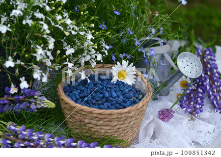 Beautiful still life with petunia flowers and blue berry in the garden. Romantic greeting card for birthday, Valentines, Mothers Day concept. Summer countryside background with vintage objects 109851342