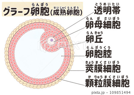 グラーフ卵胞（成熟卵胞）のわかりやすい日本語図解イラストのイラスト素材 [109851494] - PIXTA