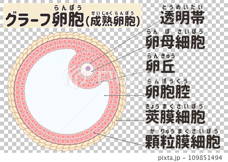 Easy-to-understand Japanese illustration of Graf's follicle (mature follicle) 109851494