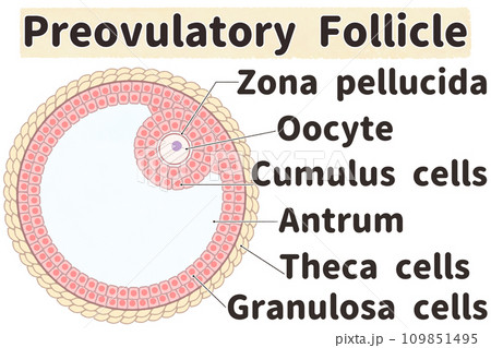 グラーフ卵胞（成熟卵胞）のわかりやすい英語図解イラスト 109851495