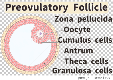 簡單易懂的格拉夫卵泡英文圖解（成熟卵泡） 109851495