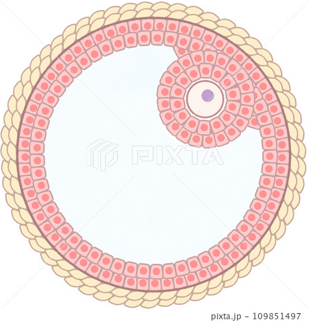 グラーフ卵胞(成熟卵胞)のわかりやすい図解イラスト 文字なし グラーフ卵胞(成熟卵胞)のわかりやすい図解イラスト 文字なし 109851497