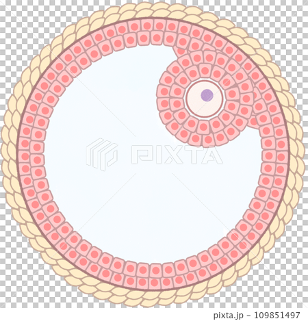 グラーフ卵胞(成熟卵胞)のわかりやすい図解イラスト 文字なし グラーフ卵胞(成熟卵胞)のわかりやすい図解イラスト 文字なし 109851497