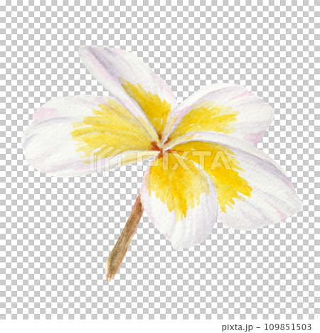 White frangipani illustration. Watercolor hand drawn clip art of exotic flower plumeria. Tropical painting for wedding invitations, spa and massage salon prints, cosmetic packing, travel guides White frangipani illustration. Watercolor hand drawn clip art of exotic flower plumeria. Tropical painting for wedding invitations, spa and massage salon prints, cosmetic packing, travel guides 109851503