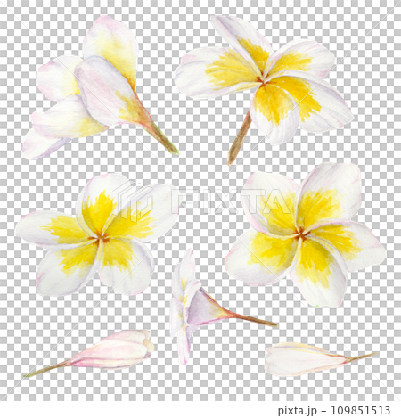 White frangipani illustration. Watercolor hand drawn clip art of exotic flower plumeria. Tropical painting for wedding invitations, spa and massage salon prints, cosmetic packing, travel guides White frangipani illustration. Watercolor hand drawn clip art of exotic flower plumeria. Tropical painting for wedding invitations, spa and massage salon prints, cosmetic packing, travel guides 109851513