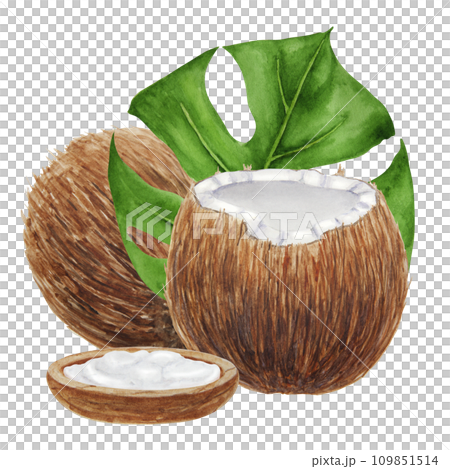 Coconut with leaves botanical illustration isolated on white background Coconut with leaves botanical illustration isolated on white background 109851514